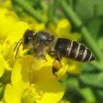 ニホンミツバチ 蜂蜜